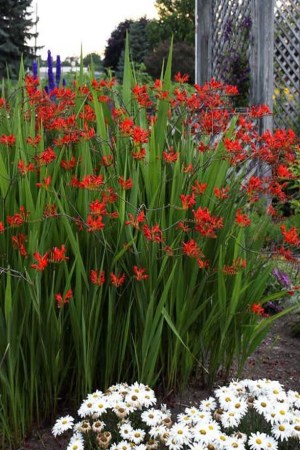 КРОКОСМІЯ Masoniorum Red King